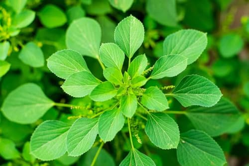 3V PRODUCTS Kuppaimeni Powder 100Grms | Indian Mercury | Indian Nettle | Acalypha Indica (Pack Of 1)