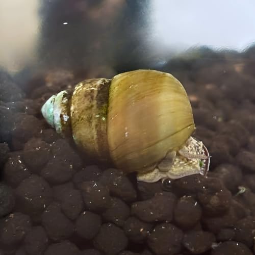 おひさまめだか ヒメタニシ 10匹+α保証分 国産 病原菌除菌済 水槽掃除 コケ取り 水質浄化 めだか 金魚 グッピー 熱帯魚 エビ 小型魚 淡水巻貝 丈夫で長生き 掃除屋 生体の画像