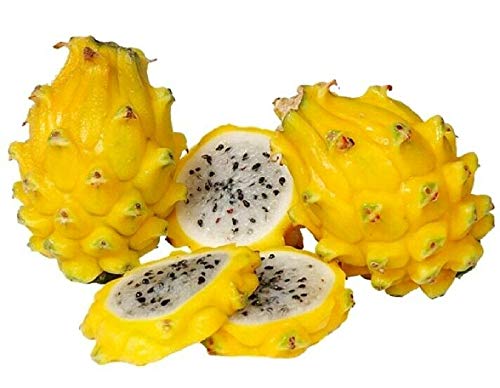 100 Seeds Dragon Fruit Pitaya Seeds Mix 4 Kinds Yellow Red White Purple #TOP1
