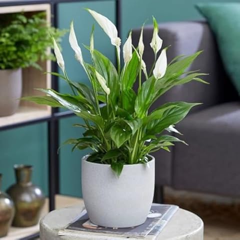 Spathiphyllum Peace Lily Indoor Plant in 9cm Pot Cover