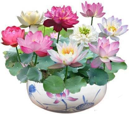 Dwarf Rainbow Lotus Flower Seeds - 20 Seeds Pack