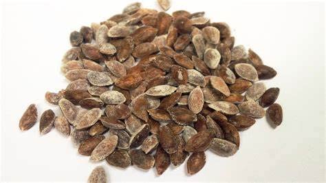 150 Seeds Eastern White Pine Tree Seeds Pinus Strobus Pine Tree Seeds For Planting #TOP4