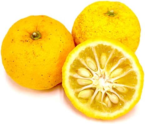 柚子 1kg 自然栽培 無農薬 無肥料 高知県産 ゆず ユズ Faz Co Zm 柚子 1kg 自然栽培 無農薬 無肥料 高知県産 ゆず ユズ Faz Co Zm