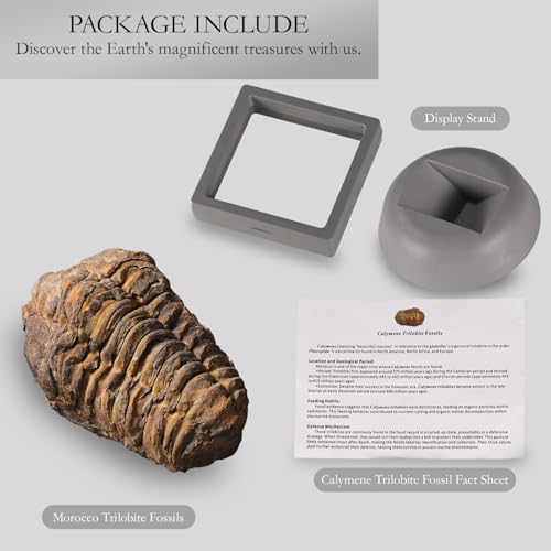 Image of Calymene Trilobite Fossil from Morocco, Real Fossils for Adults, Fossil Enthusiasts, Trilobites Fossils Paleontology Gifts for Men Women, Fossil kit Trilobite Specimen with Display Frame & Fact Sheet