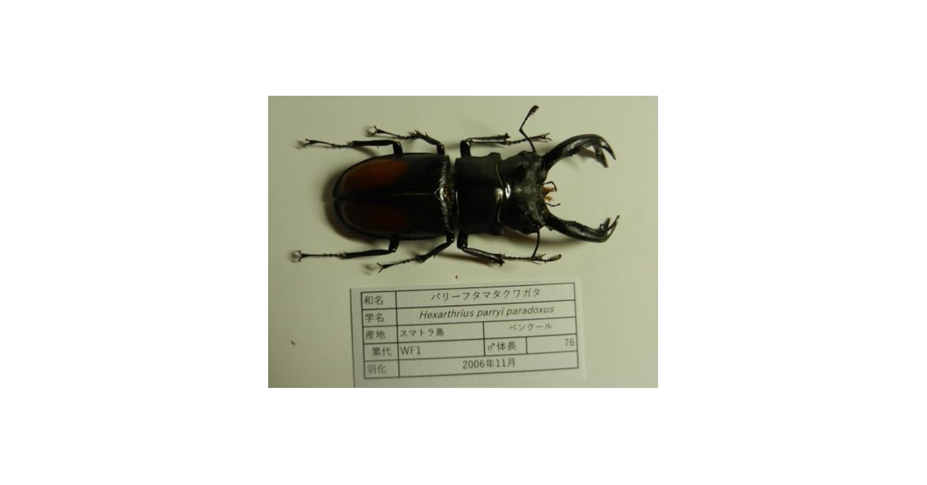 アドゥンクスフタマタクワガタ 標本 くわかぶプラネット / アドゥンクスフタマタクワガタペア