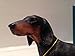 Lesser & Pavey - Perro Salchicha de pie (8 cm), Color Negro...