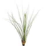 Flor del Aire Tillandsia Juncea Planta Natural de Interior y Exterior