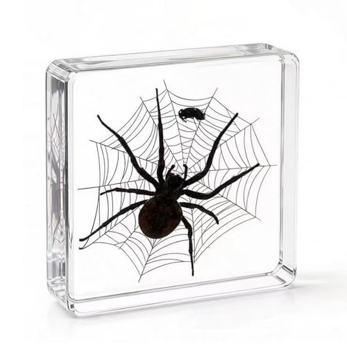 Image of 3pcs Taxidermy Spiders, Real Insect Bug Spiders Specimen in Resin, Clear Sealed for Closer-Look & Study in Healthy, Science Educational Classroom Specimens, Unique Amazing Gift (3.0x3.0x0.8-inch)