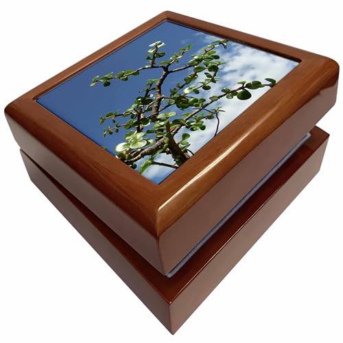 3dRose Bonsai portulacaria afra tree 2, Jewelry Box jb-182077-1
