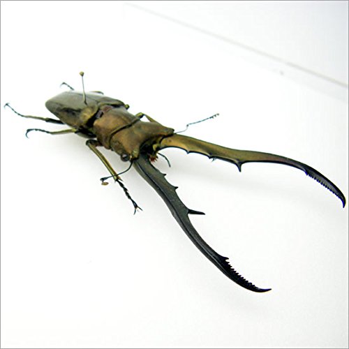 Amazon.co.jp: 虫の標本 メタリフェールホソアカクワガタ