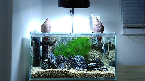 Image of Parko Home Decoration Turtle Aquarium Tank Beautiful Fashion Clear Glass Mini Fish Tank Aqua Habitat Aquarium Tank Only (Colour May Vary, Rust Resistant, Pack of 1)