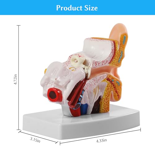 Menschliches Ohr Anatomie Modell, 1.5-Fach Vergrößert, Zeigt Äußeres Mittleres Innenohrmodell, Professionelles Medizinisches Klassenzimmer, Demonstration, Ärzte (Ohr Modell)