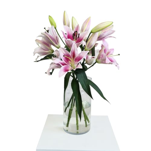 FLORES SOLIDARIAS - Ramos de Flores Naturales Lilium Rosa - Ramo Fresco de Calidad para Regalo, San Valentín, Día de la Madre, Bodas, Aniversarios, Cumpleaños y Decoración del Hogar