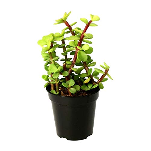 Udanta Seeds Jade Plant For Gifting Purpose and Table Top Live Plant