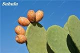 100 semillas de Opuntia piezas raras higo chumbo de dulce de alta nutritous cactus comestible frutas saludables jardín de flores Bonsait planta suculenta 4