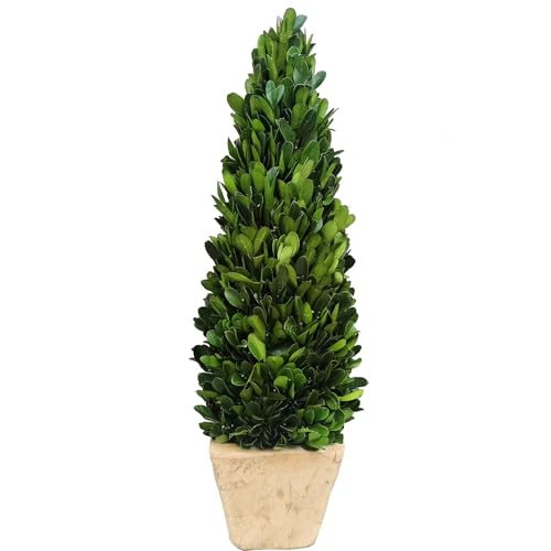 BOXWOOD WORLD Preserved Boxwood Cone Topiary in Planter Home Decor Farmstyle Natural Green Indoor...