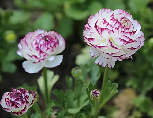 Ranunculus Seeds Asiaticus Persian Buttercup Ranunculus Flowers Seeds Light Fragrant 100+ Mixed Color Flowers #TOP1