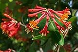 Major Wheeler Honeysuckle Vine - Perennial - Lonicera...