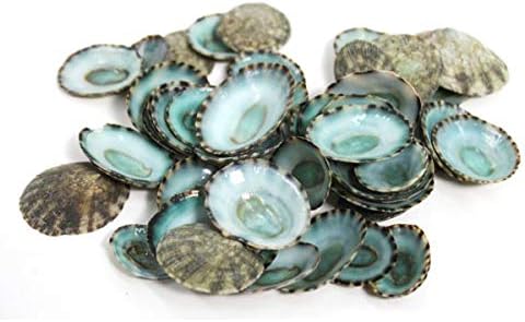 Green Limpet Seashells 100 Piece Bulk Shell Craft