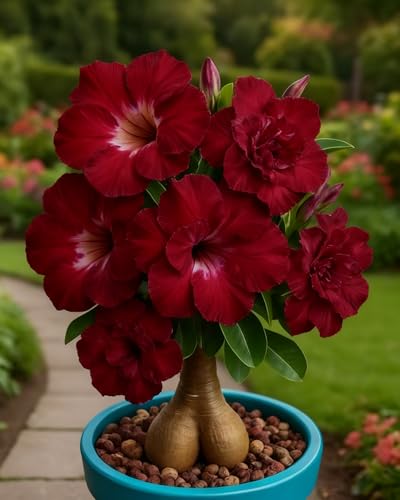 Bulbos resistentes de Rosa del Desierto, perfectos para crear ambientes cálidos y coloridos en casa-1bulbos-Z