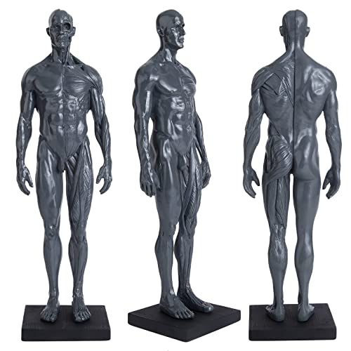 bcenyaz Modelo de hueso muscular de 30 cm, modelo anatómico de la cabeza del cráneo, figura muscular, anatomía, estatua muscular de resina masculina gris Cover