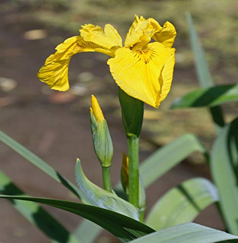 10 Semillas de Lirio Amarillo (Iris Pseudacorus)