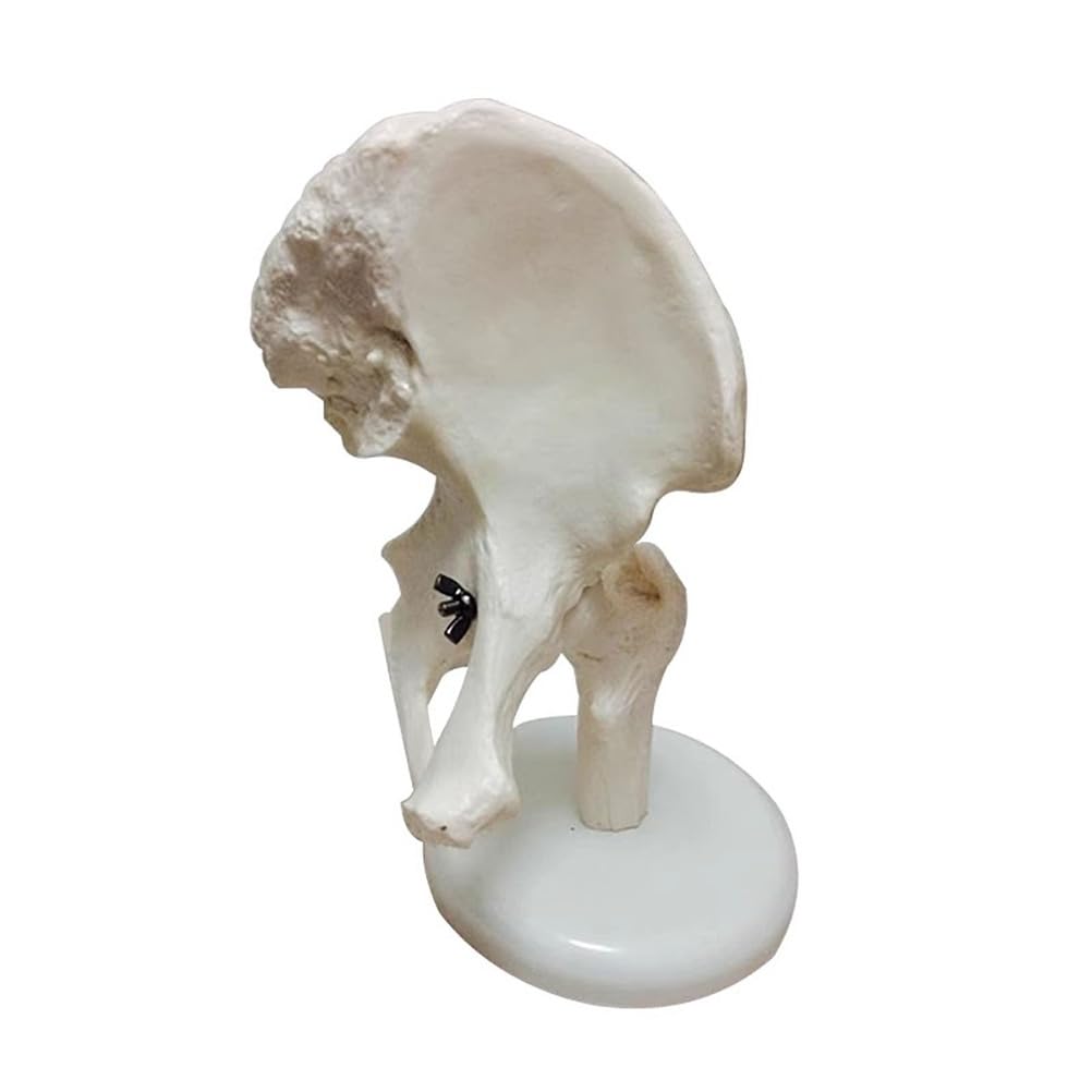 Modelos de articulaciones humanas con pantalla de esqueleto, mano, pie, hombro, rodilla, cadera, codo, modelo anatómico para educación médica y entrenamiento