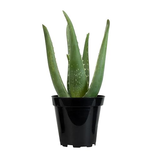 Live Aloe Vera Succulent Plant, Easy Indoor Houseplant, 3.5 in.