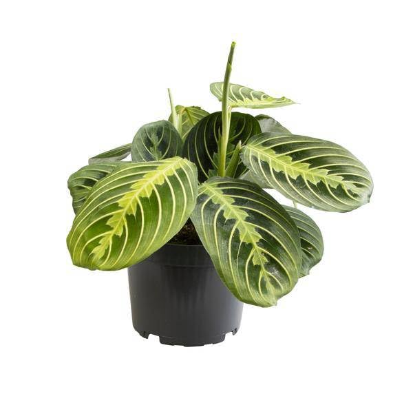 Maranta Limone Lime - Ø12 30