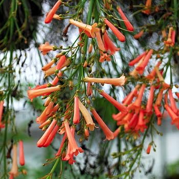 Russelia Salmon Firecracker Live Plants | Pack of 2 (Two) | 5-9' Tall | Rare Pink Coral Fountain Plant | Weeping Hummingbird Magnet for Hanging Baskets