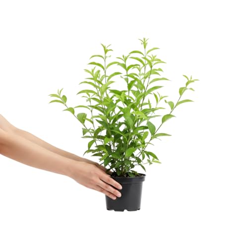 Planta Natural Cestrum Nocturnum Dama de Noche en Maceta de 17 cm con DECOALIVE