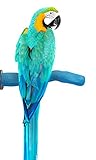 Sweet Feet and Beak Safety Pumice Perch for Birds Features Real Pumice to Trim Nails and Beak and Promote Healthy Feet - Safe and Non-Toxic, for Bird Cages - [ Large/Blue ]