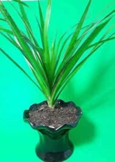 Miniatura 1 de Dragón de Madagascar - Dracaena marginata - Maceta negra de cerámica Mazer de 4"