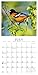 Songbirds of North America 2017 Mini Calendar