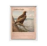 InkFlow Posters Golden Eagle Canvas Poster - Educational Bird Species Artwork - Wildlife Information Chart Design - Classroom Office Wall Decor - 30x40 White Floated Frame Canvas Print