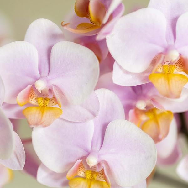 Orquídea rosa Phalaenopsis Andorra y suculenta en maceta de cerámica con bandeja, juego de plantas Valentine "Gradience Pink" – Set de regalo para San Valentín, amor y decoración
