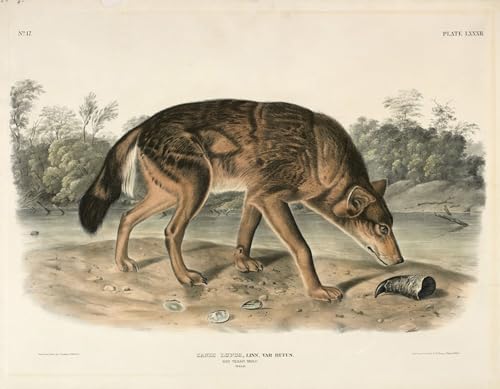 Affiche Loup texan rouge Audubon toile portrait pour habiller un grand mur vide 60x90