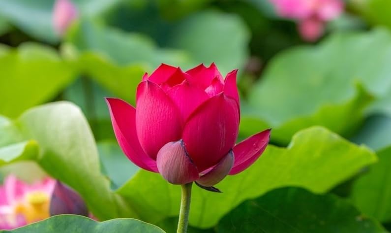 Drop Blood original variety Lotus Tuber Live Plant_Hybrid Tropical Variety Lotus Tuber_lotus Rhizome_Tropical variety Lotus Hybrid All season Tuber, 1 Healthy Lotus Tuber (BLOOMING WITHIN 30 DAYS) (B0D33KNXJ5) Amazon Price History, Amazon Price Tracker