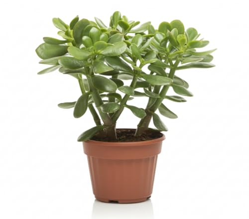 crassula ovata pianta grassa in vaso 17 cm | albero di giada | pianta dei soldi | pianta succulenta portafortuna, facile da coltivare, ideale per casa, ufficio e regalo verde
