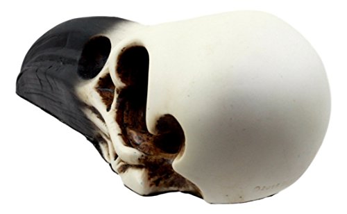 Ebros Edgar Poe Gothic Raven Skull Statue 7" Long Crow Scavenger Bird Ossuary Figurine Corvus Corax Fossil Sculptural #TOP3