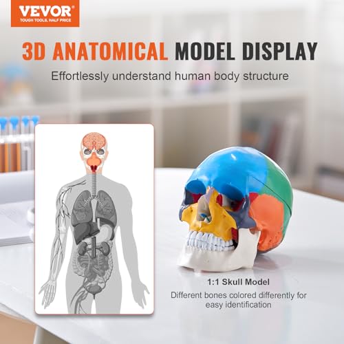 Image of VEVOR Human Skull Model, 3 Parts Human Skull Anatomy, Life-Size Painted Anatomy Skull Model, PVC Anatomical Skull, Detachable Learning Skull Model, for Professional Teaching, Researching and Learning