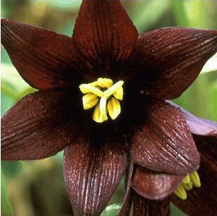 Nuevas plantas Bonsái de interior Semillas de flores Semillas de perfume Paquete de 100 semillas