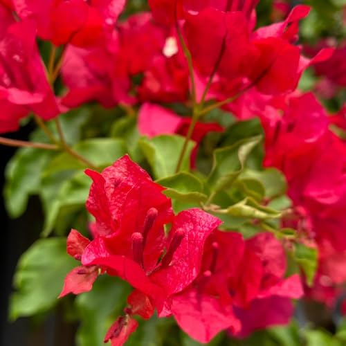 acquistare semi di bouganville resistenti ornamentali, decorazione floreale, ombra triplo soleggiati, arbusti resistenti 55pcs