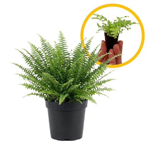 ragnaroc Nephrolepis exaltata Boston Fern 2-4 1ct Live Plant for Indoor Outdoor Use Garden & Landscaping Live Arrival Guaranteed