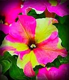 Fancy Dress Petunia Flower Seed Pack 100 Stratisfied Seeds