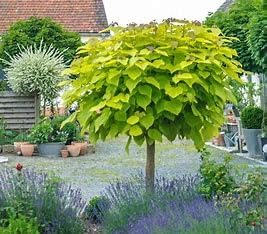 Catalpa Catfish Tree Seedlings, 12-18 inches Tall, Bareroot, 2-Pack
