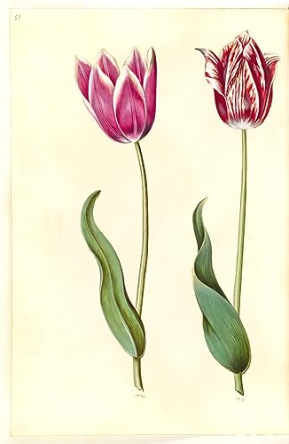 Pintura mural en lienzo premium de la Tulipa gesneriana de Hans Simon Holtzbecker