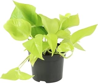 Planta Purificadora del Aire Golden Pothos, Potho Dorado o Poto de Color Amarillo