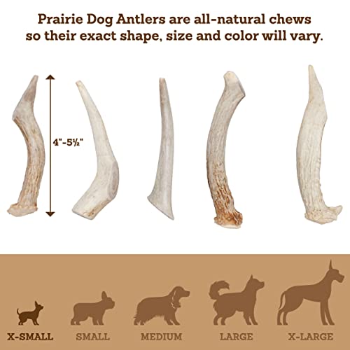 Prairie Dog Antlers | North American Whole Deer Antler | Small | Naturally Shed | Hand Harvested | Nutrient Rich | 4-5.5 Inches Long #TOP4