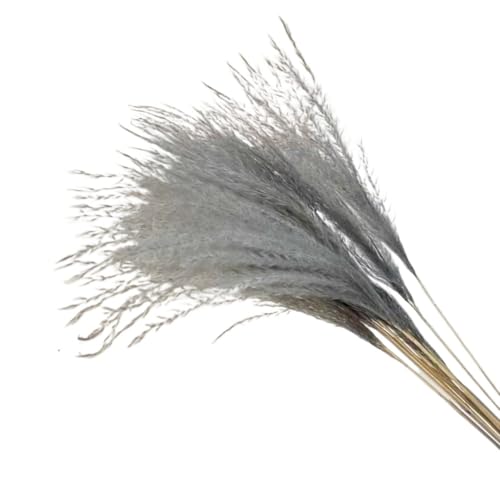 Pampas Grass decorativo con 15 piezas secas grises miniatura 1